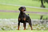 DOBERMANN 403